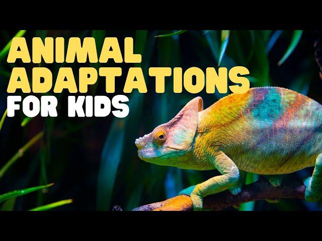 Animal Adaptations for Kids, Learn about physical, life cycle, and behavioral adaptations of animals