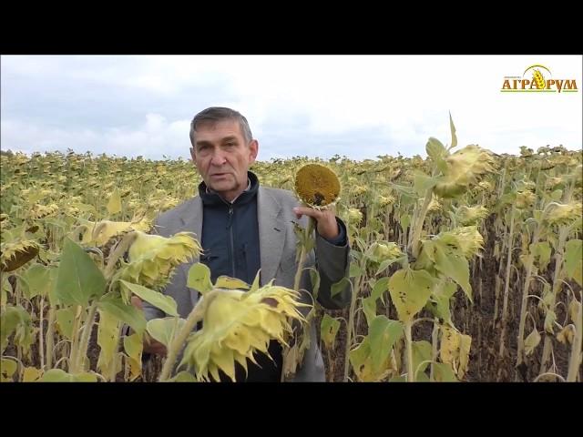 Десикация подсолнечника вентиляторным опрыскивателем ТУМАН-2М. Рекомендации по применению