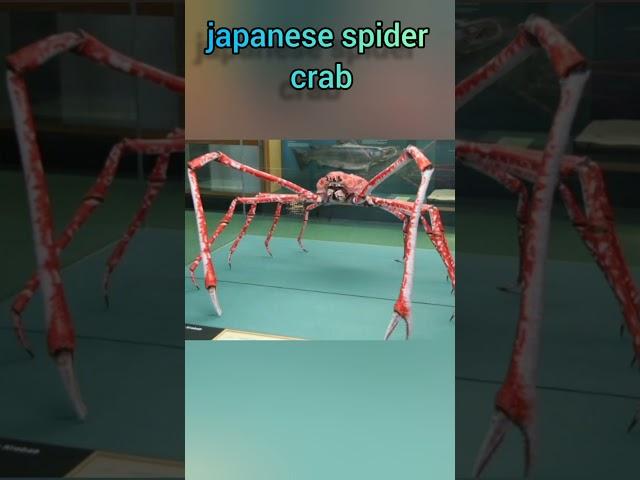 japanese spider crab #trending #viral #respect #india #love #ytshorts #shortvideo #shortsfeed#shorts