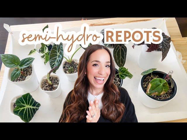  potting up rehab plants & seedlings into semi-hydro | self-watering pots, pon +  plant care tips