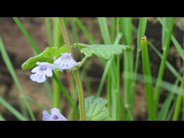 Plant Families 6b Lamiaceae lab