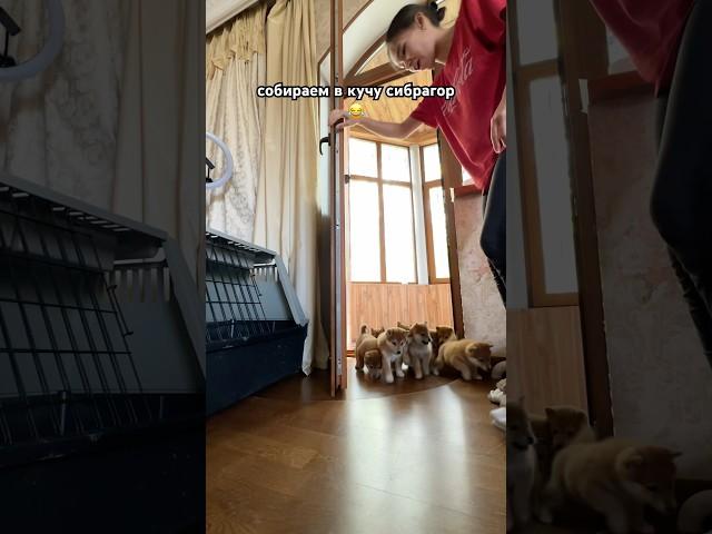 Inst: kamilaibkv