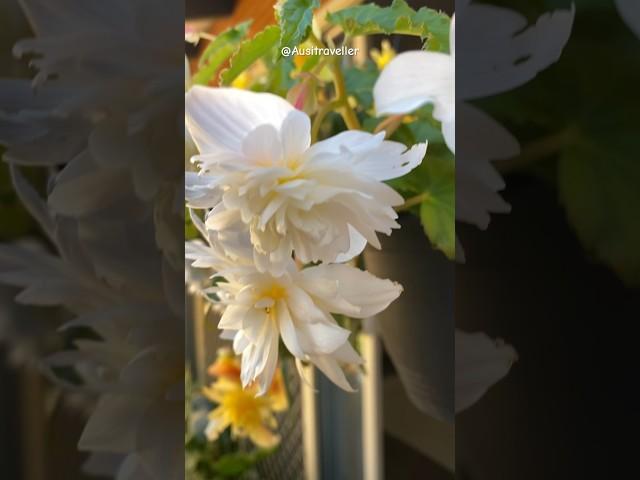  **Begonia Beauties Cascading in Elegance! **