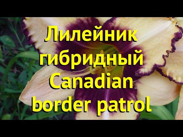 Лилейник гибридный Канадиен Бордер Патрол. Краткий обзор hemerocallis Canadian border patrol