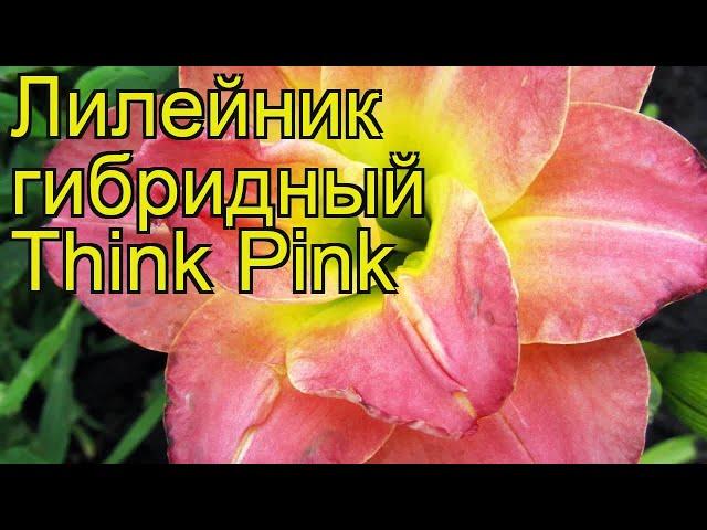 Лилейник гибридный Синк Пинк. Краткий обзор, описание характеристик hemerocallis hybrida Think Pink