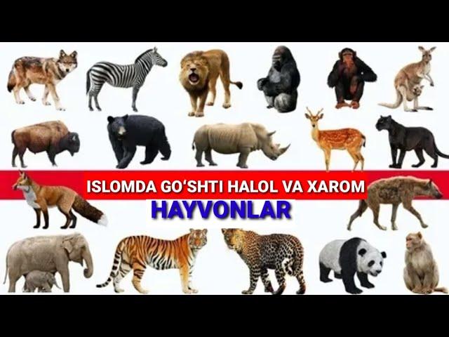 ISLOMDA GOʻSHTI HALOL VA XAROM HAYVONLAR.