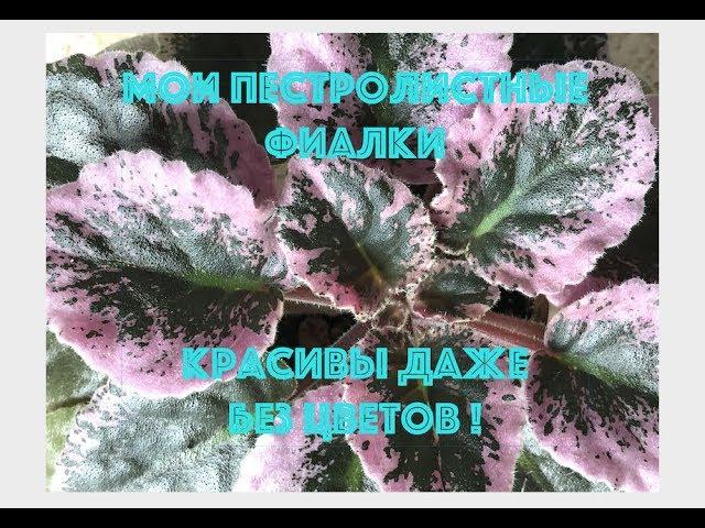 Мои пестролистные фиалки - красивы даже без цветов! Variegated foliage African Violets.