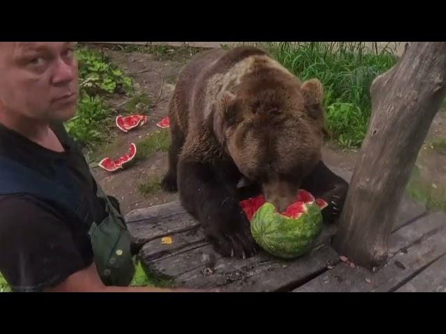 Арбуз и медведь Мансур (проба съёмкой новой камерой) - Watermelon and Mansur Bear