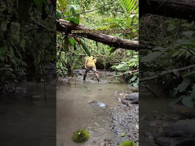 panen durian hutan di pedalaman Sumatera #durian #hutan