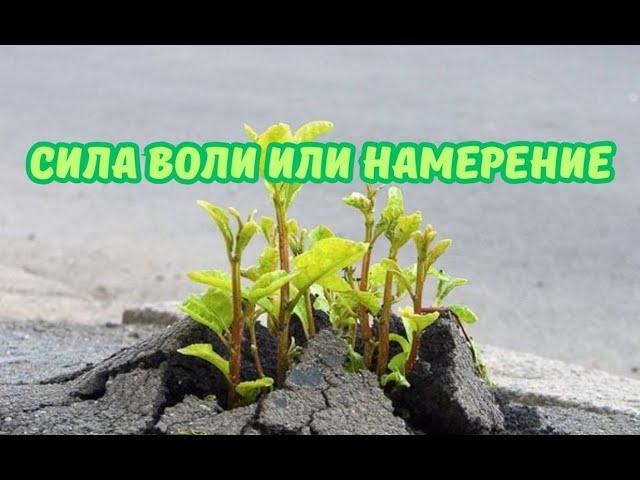 Сила воли или намерение