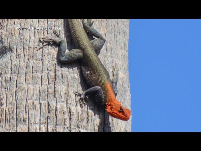 Unusual red-headed reptile spreading across South Florida