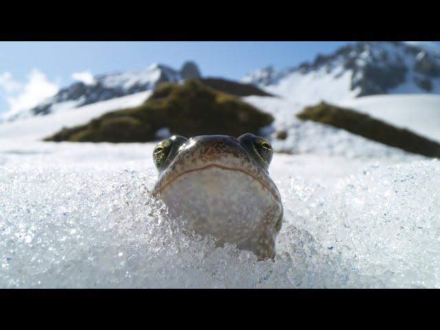 Frogs Race For Love | Planet Earth III | BBC Earth