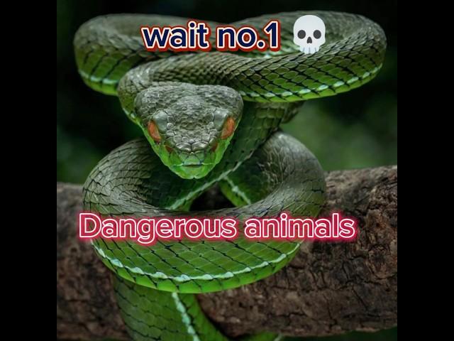 Top 5 most dangerous animals in the world||#shorts #youtubeshort @RareTop5info.