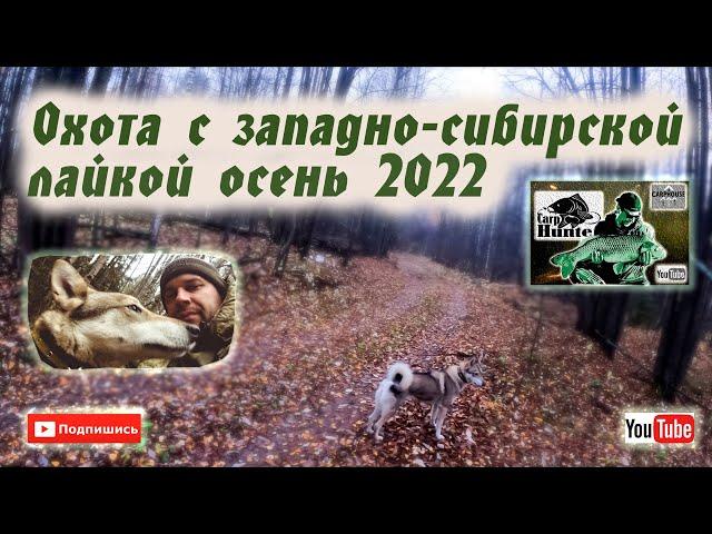 Охота с западно- сибирской лайкой осень 2022