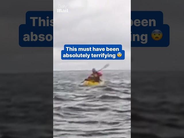 Father watches son get swallowed whole by whale