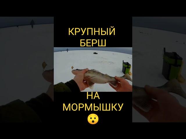 Крупный берш на мормышку. #зимняяловлярыбы #рыбалка #берш