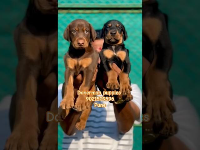 Doberman puppies for sale in pune mumbai ️    #Doberman #pets #shorts #dog