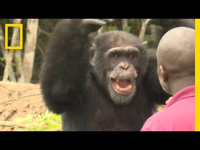 See How a Lone Chimp Finds Solace With His Human Caretaker | National Geographic