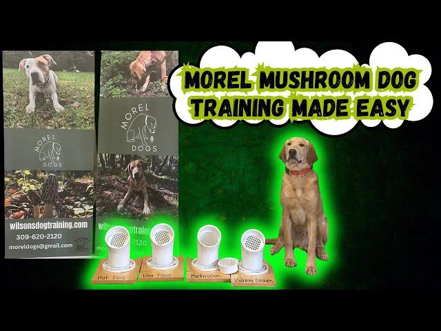 SHOCKING Results from Using These 4 Morel Mushroom Dog Training Exercises for 2 Weeks Straight!