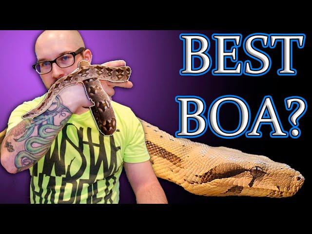 What is the BEST BOA? Dumerils Boa vs Red Tail Boa vs Common Boa Comparison