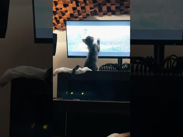 TV MADNESS 🩷 #mixbreedkitten #playtime #tv #mysteryboxviral #kitty #catlovers #catvideos #angrycat