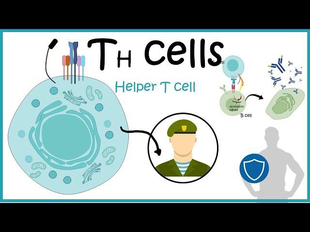 Helper T cells ( Th cell development ,differentiation and function)