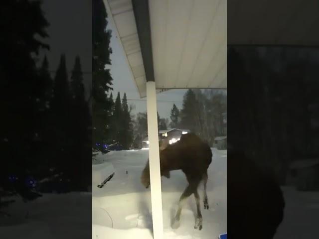 MOOSE