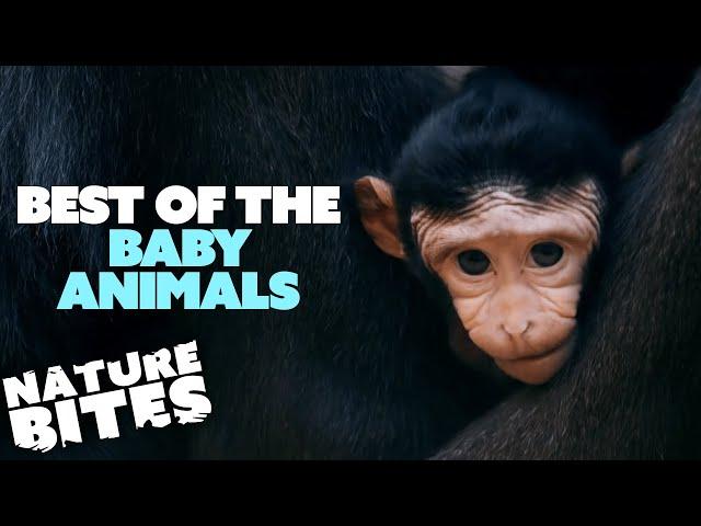 Best of the Baby Animals at Chester Zoo | The Secret Life of the Zoo | Nature Bites