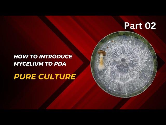 Mastering Mushroom Cultivation Introducing Pure Cultures to PDA Media for Optimal Growth