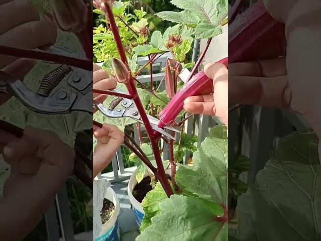 Harvesting red okras 17.06: Enjoying rural life, gardening & nature #rurallife #gardening #nature