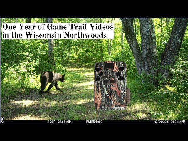 Chequamegon-Nicolet National Forest  - Game Trail Camera Videos