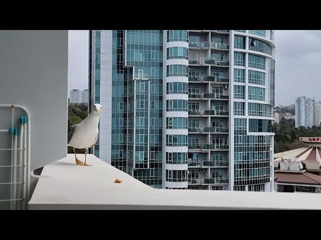 Самая нерешительная чайка на земле. The most shy seagull on planet Earth