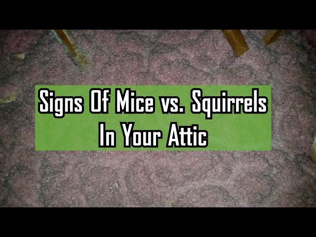 Signs of Mice vs. Squirrels In Your Attic