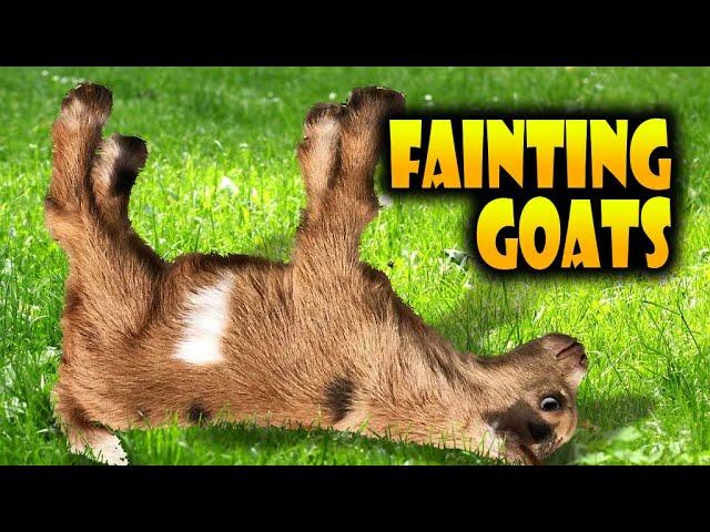 Top 40 Fainting Goats Very Funny Compilation  Goats Fainting Videos