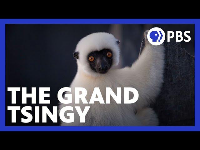 Islands of Wonder | Lemurs Navigate the Grand Tsingy | Episode 1 | Madagascar | PBS