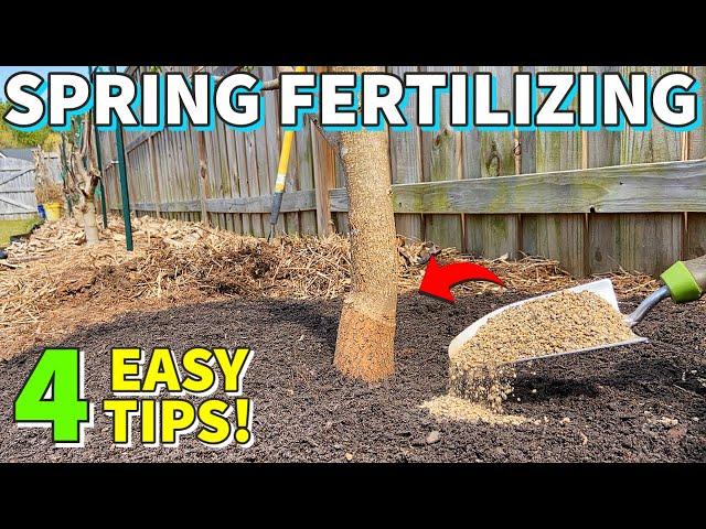 The BEST GUIDE To Fertilizing FRUIT TREES In Spring On The Internet!