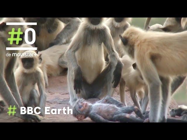 BBC Earth - Espiando en la Manada: El Langur robot | #0