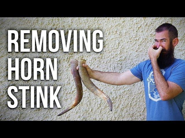 HOW TO REMOVE SMELL FROM HORNS!