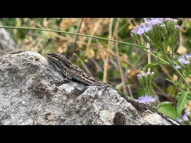 Ornate  Tree  Lizard