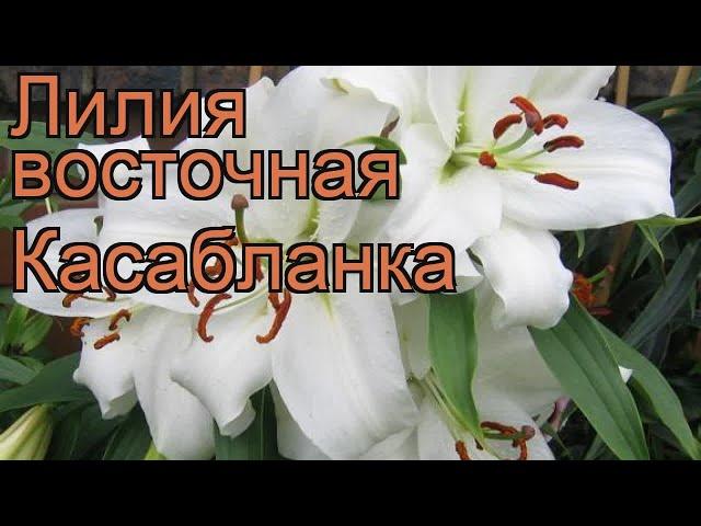 Лилия восточная Касабланка  обзор: как сажать, луковицы лилии Касабланка