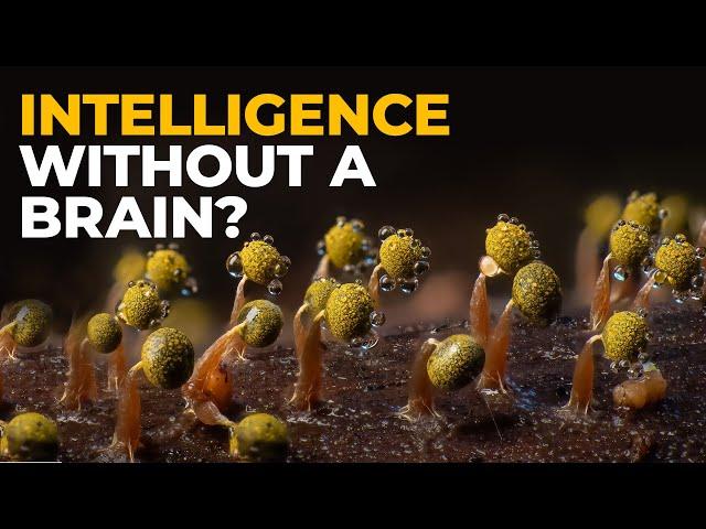 The Insane Biology of: Slime Mold