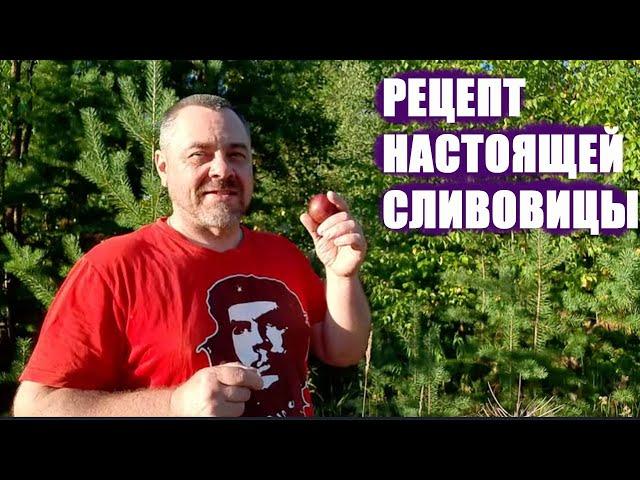 Брага из сливы готовим самый вкусный и ароматный самогон СЛИВОВИЦУ
