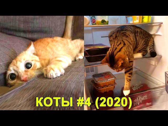 Коты 2020 приколы ~ смешные кошки ~ Funny Cats | Funny & Happy