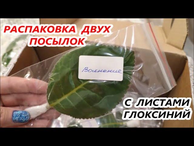 РАСПАКОВКА СРАЗУ  ДВУХ ПОСЫЛОК с НОВИНКАМИ  ГЛОКСИНИЙ