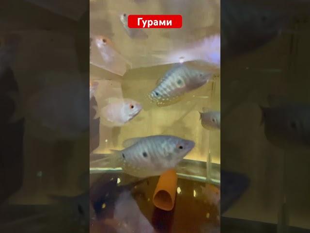 Подросли гурами #fish #аквариумистика #аквариум