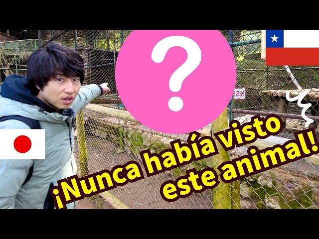 ¡JAPONÉS va al ZOO CONCEPCIÓN! Descubre animales únicos en Chile