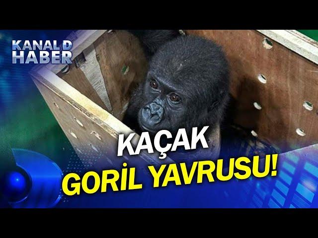 Ekipler De Şaşırdı: İstanbul Havalimanı'nda Yavru Goril Ele Geçirildi!