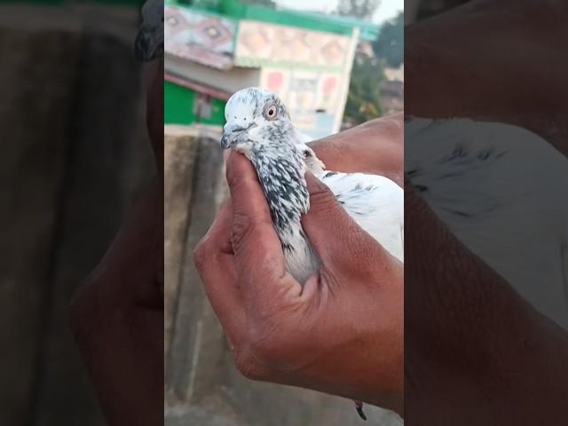 funny pigeon video  || #funnyvideo #pets #shorts  #ytshorts  #viralshort