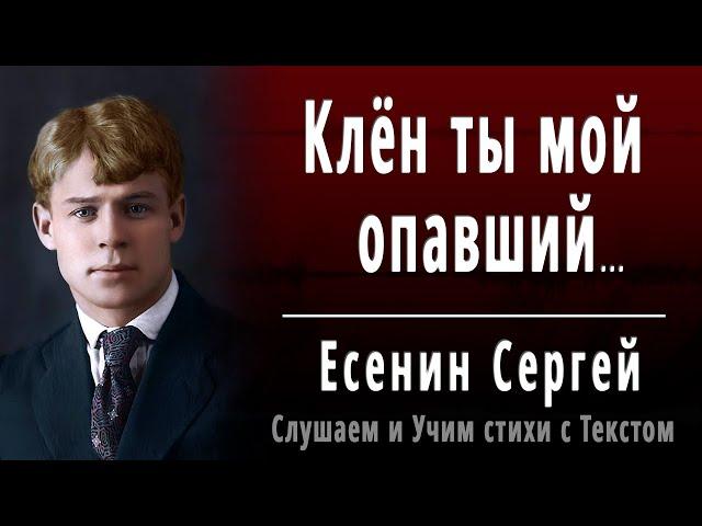 Сергей Есенин "Клён ты мой опавший..." - Слушать и Учить аудио стихи