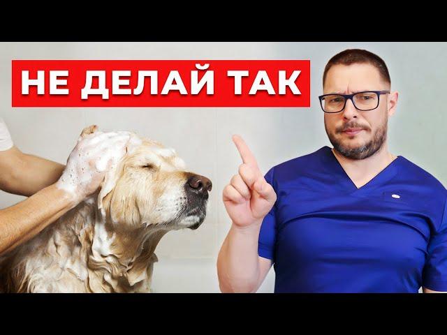 Ты НЕПРАВИЛЬНО моешь свою собаку! КУПАНИЕ СОБАК - Советы ветеринара